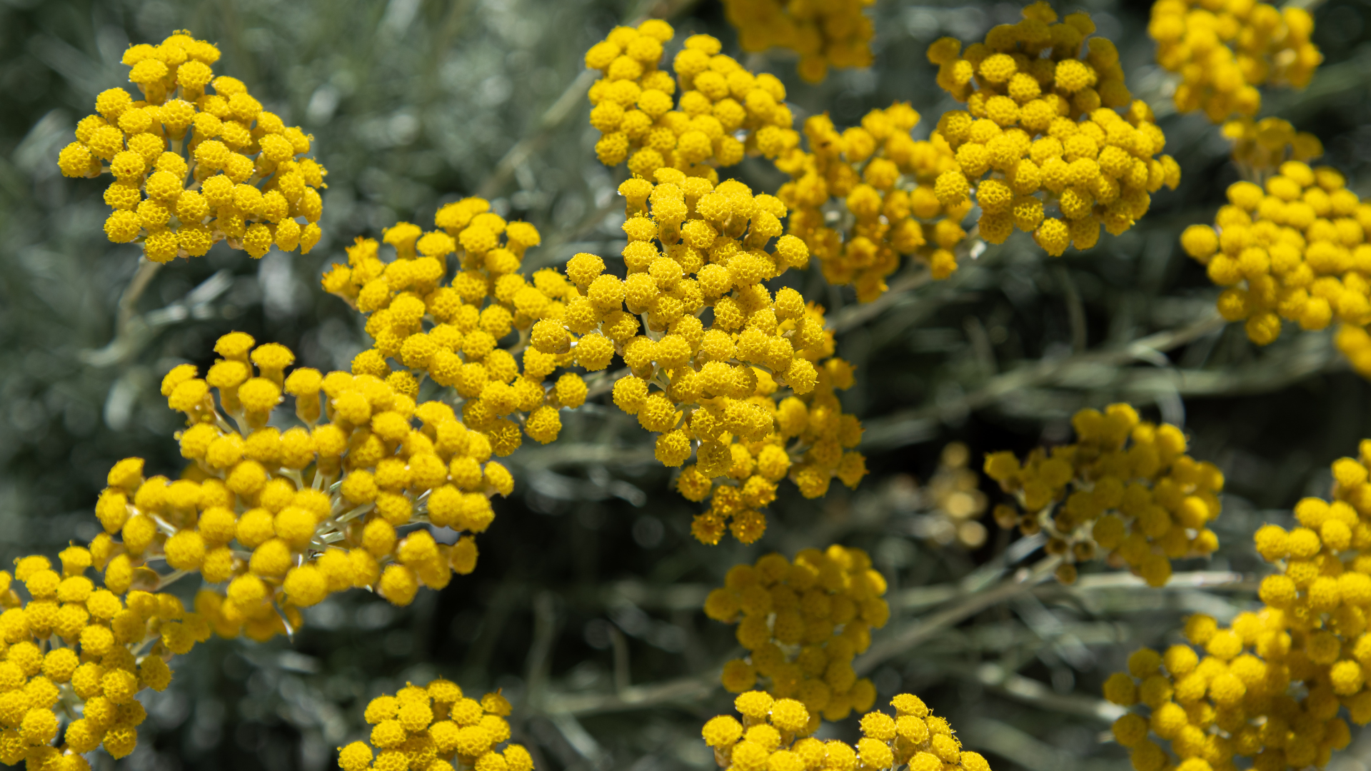 CÔTÉ PLANTES : L'hélichryse