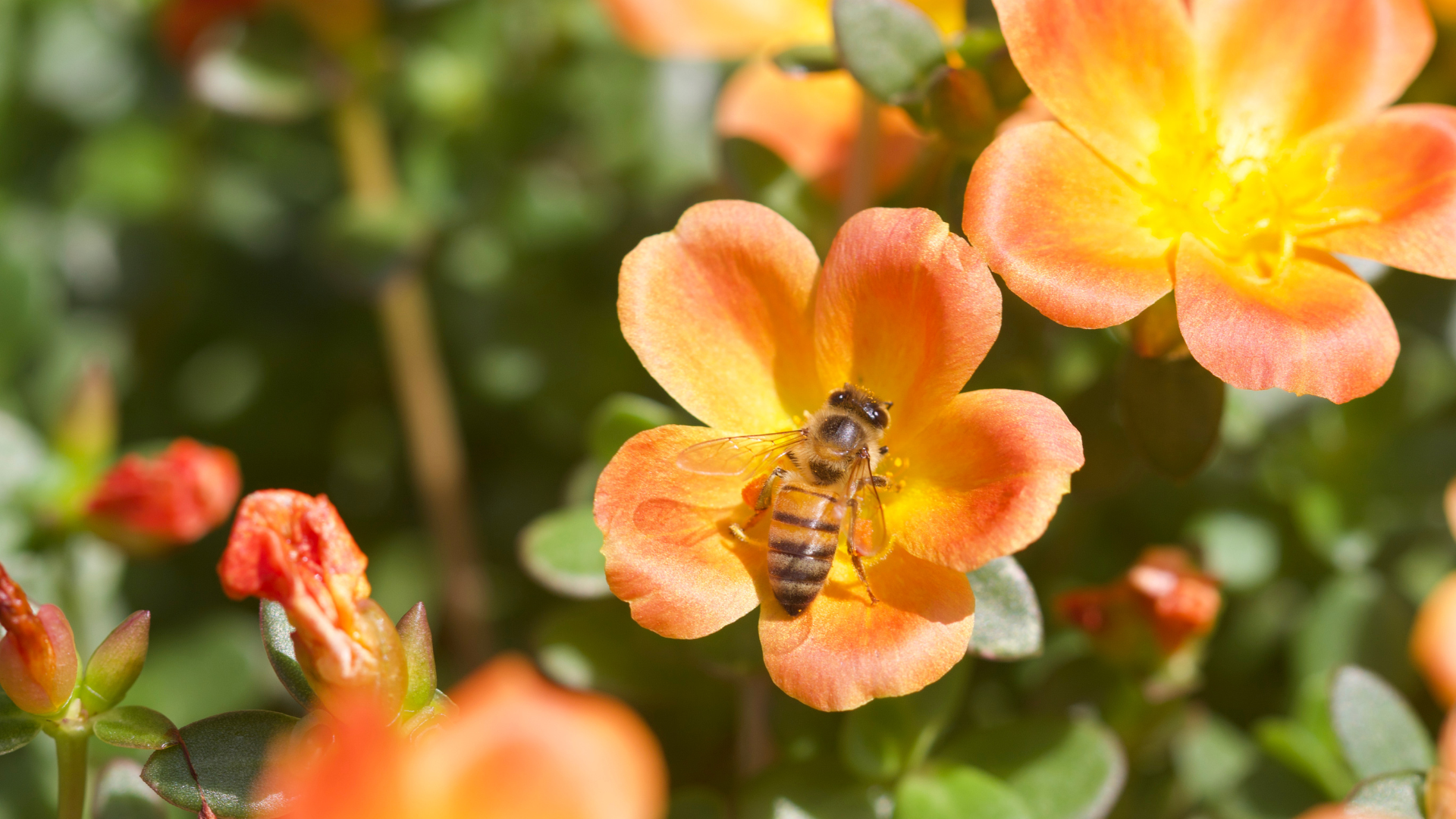 Les piqûres printanières
